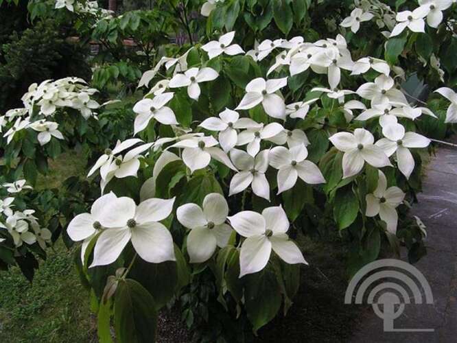 Afbeelding bij Japanse grootbloemige kornoelje -  Cornus kousa &#039;Teutonia&#039; 