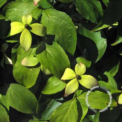 Afbeelding bij Japanse grootbloemige kornoelje - Cornus kousa 'Weaver's Weeping'