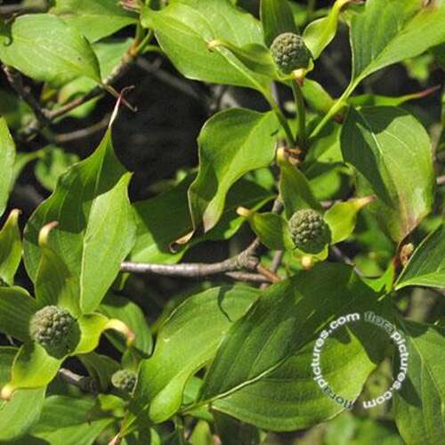 Afbeelding bij Japanse grootbloemige kornoelje - Cornus kousa &#039;Weisse Fontaine&#039; 