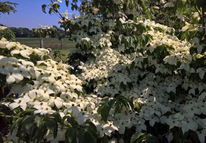 Afbeelding bij Japanse grootbloemige kornoelje - Cornus kousa &#039;White Dream&#039; 