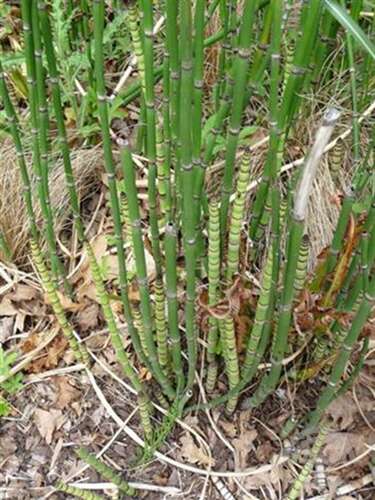 Afbeelding bij Japanse holpijp