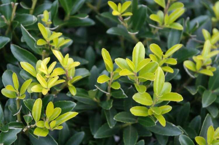 Afbeelding bij Japanse Hulst - Ilex cren. &#039;Caroline Upright&#039; 