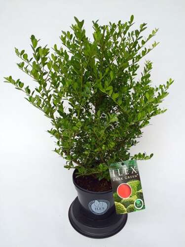 Afbeelding bij Japanse Hulst - Ilex cren. &#039;Dark Green&#039; ® 