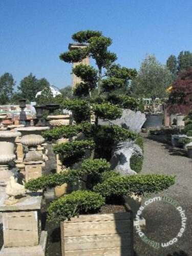 Afbeelding bij Japanse Hulst - Ilex cren. &#039;Green Hedge&#039; 