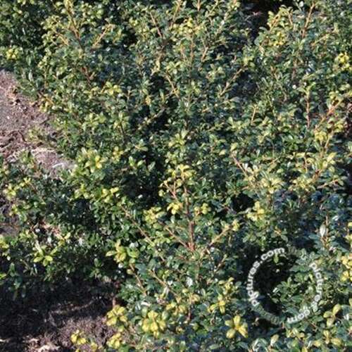 Afbeelding bij Japanse Hulst - Ilex cren. &#039;Glory Gem&#039; 