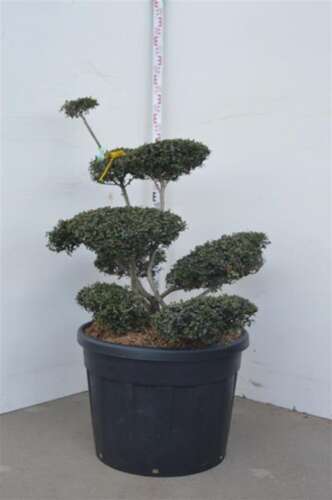 Afbeelding bij Japanse Hulst - Ilex cren. &#039;Green Lustre&#039; 