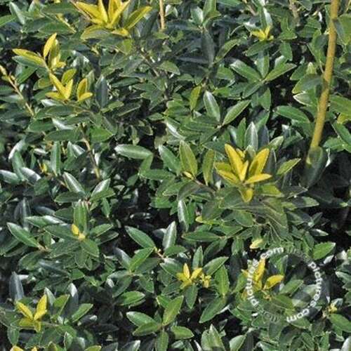 Afbeelding bij Japanse Hulst - Ilex maximowicziana &#039;Kanehirae&#039; 