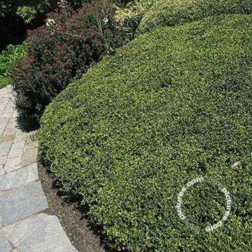 Afbeelding bij Japanse Hulst - Ilex cren. &#039;Stokes&#039;