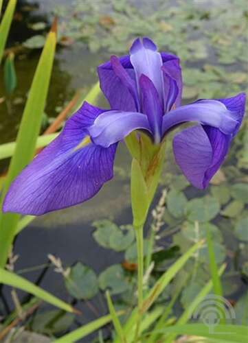 Afbeelding bij Japanse iris - Iris ensata