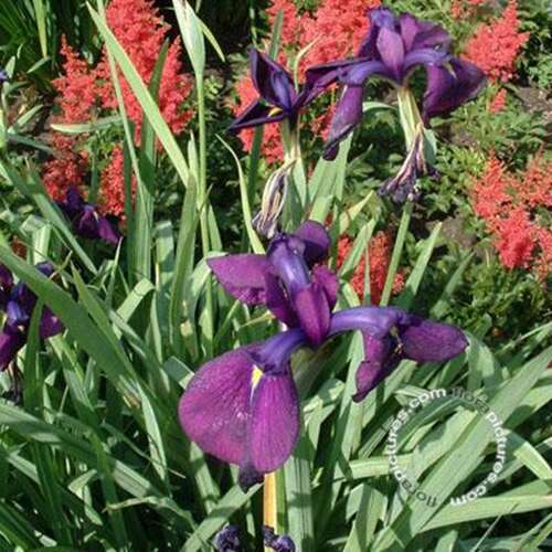 Afbeelding bij Japanse iris - Iris ensata &#039;Variegata&#039;