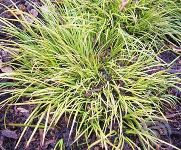 Afbeelding bij Japanse kalmoes - Acorus gramineus &#039;Hakuro-Nishiki&#039;