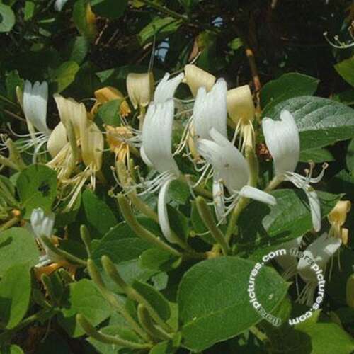 Afbeelding bij Japanse kamperfoelie - Lonicera jap. &#039;Hall&#039;s Prolific&#039;
