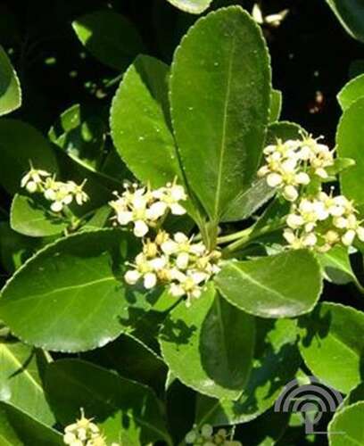 Afbeelding bij Japanse Kardinaalmuts - Euonymus japonicus 