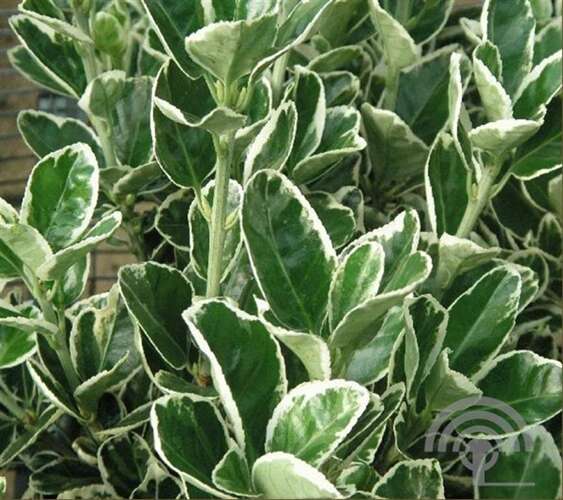 Afbeelding bij Japanse Kardinaalsmuts - Euonymus jap. 'Kathy'