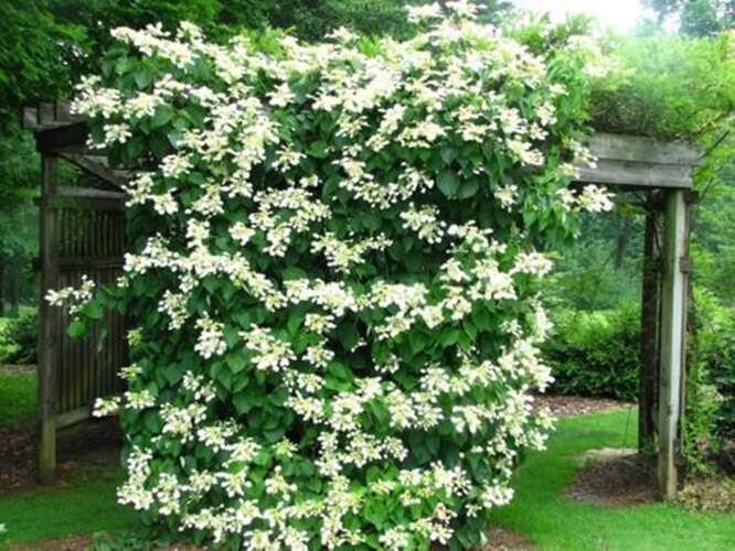 Afbeelding bij Schizophragma hydrangeoides 'Moonlight