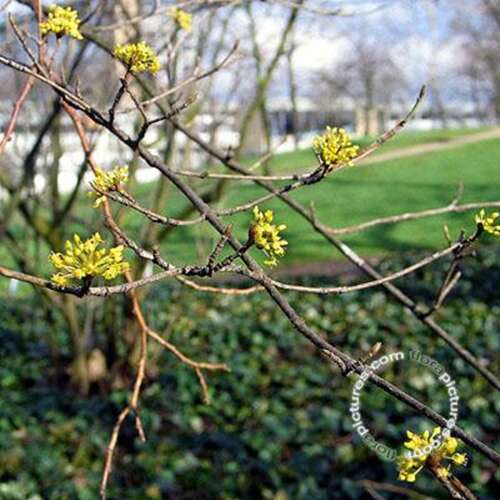Afbeelding bij Japanse kornoelje - Cornus officinalis