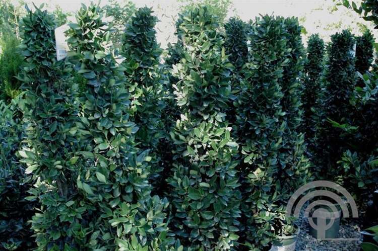 Afbeelding bij Japanse Liguster - Ligustrum &#039;Texanum&#039; 