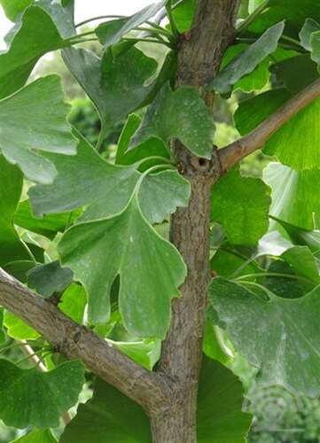 Afbeelding bij Japanse notenboom - Ginkgo biloba 