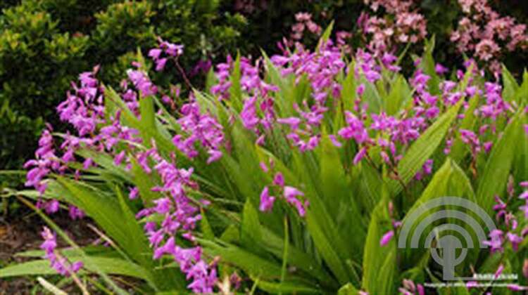 Afbeelding bij Japanse orchis - Bletilla striata