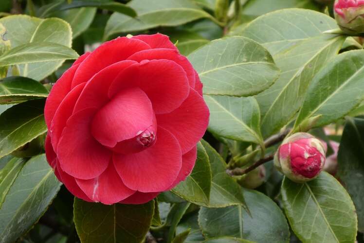 Afbeelding bij Japanse Roos - Camellia jap.
