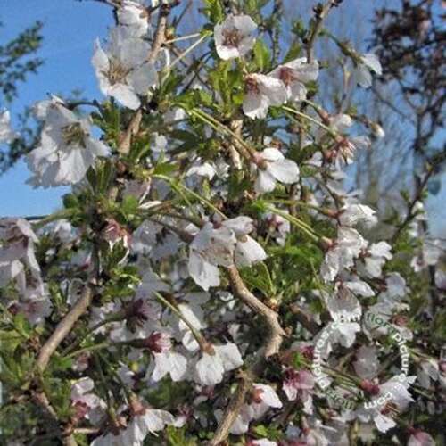 Afbeelding bij Japanse sierkers - Prunus incisa &#039;Kojou-no-mai&#039;