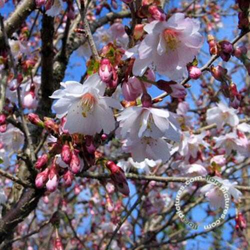 Afbeelding bij Japanse sierkers - Prunus incisa &#039;Mikinori&#039;