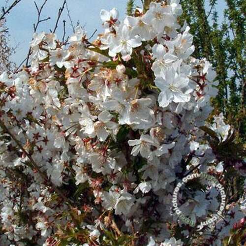 Afbeelding bij Japanse sierkers - Prunus nipponica &#039;Brillant&#039;