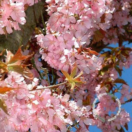 Afbeelding bij Japanse sierkers - Prunus sargentii