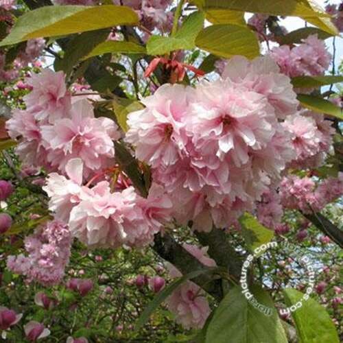 Afbeelding bij Japanse sierkers - Prunus ser. &#039;Kanzan&#039;