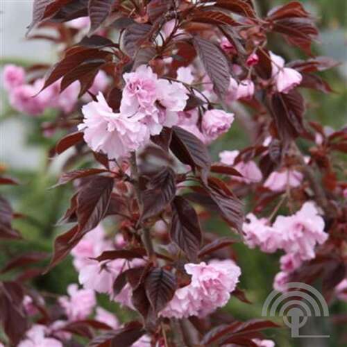 Afbeelding bij Japanse sierkers - Prunus ser. &#039;Royal Burgundy&#039;