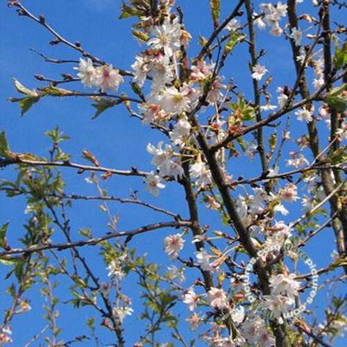 Afbeelding bij Japanse sierkers - Prunus subh. &#039;Autumnalis&#039;