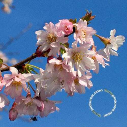 Afbeelding bij Japanse sierkers - Prunus subh. &#039;Autumnalis Rosea&#039;
