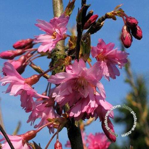 Afbeelding bij Japanse sierkers - Prunus subh. &#039;Fukubana&#039;