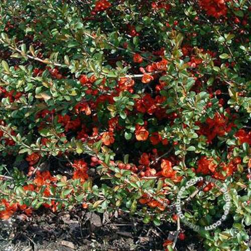 Afbeelding bij Japanse sierkwee - Chaenomeles jap. &#039;Sargentii&#039;