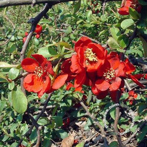 Afbeelding bij Japanse sierkwee - Chaenomeles sup. &#039;Crimson and Gold&#039;