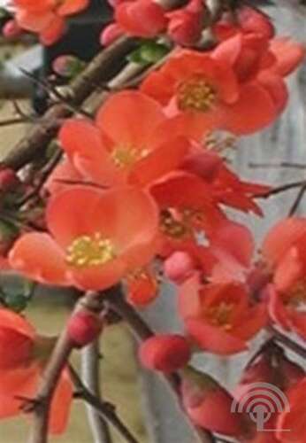 Afbeelding bij Japanse sierkwee - dwergkwee - Chaenomeles sup. 'Orange Trail'