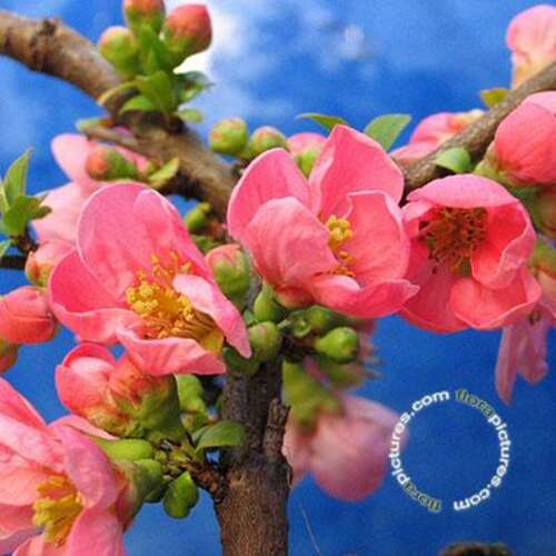 Afbeelding bij Japanse sierkwee - dwergkwee - Chaenomeles sup. &#039;Pink Lady&#039;