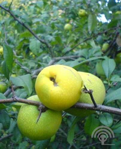 Afbeelding bij Japanse sierkwee - Chaenomeles sup. &#039;Salmon Horizon&#039; 