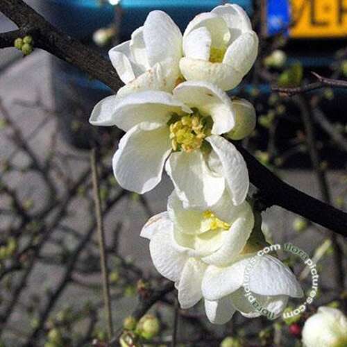 Afbeelding bij Japanse sierkwee - Dwergkwee - Chaenomeles sup. &#039;Jet Trail&#039;