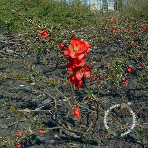 Afbeelding bij Japanse sierkwee - dwergkwee - Chaenomeles sup. &#039;Red Trail&#039;