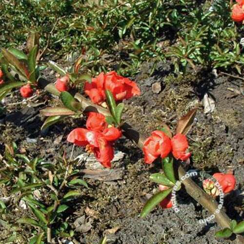 Afbeelding bij Japanse sierkwee - Dwergkwee - Chaenomeles sup. &#039;Texas Scarlet&#039;