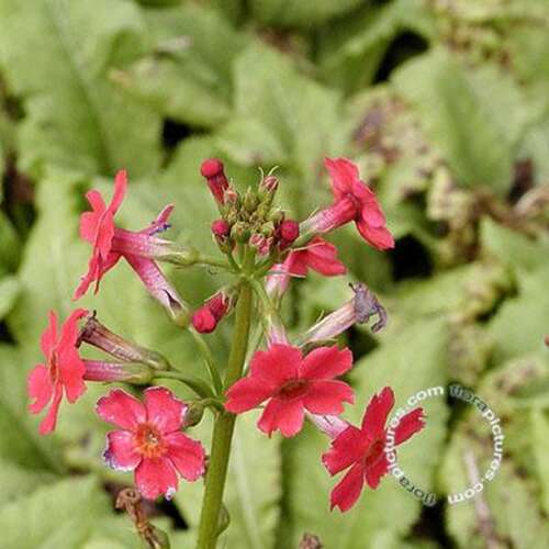Afbeelding bij Japanse sleutelbloem - Primula jap. &#039;Miller&#039;s Crimson&#039;