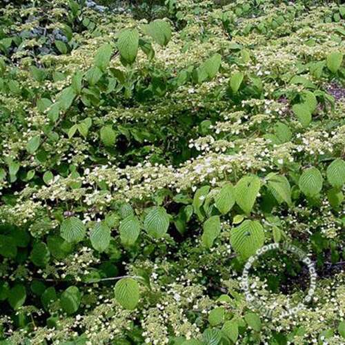 Afbeelding bij Japanse sneeuwbal - Viburnum plic. 'Cascade'