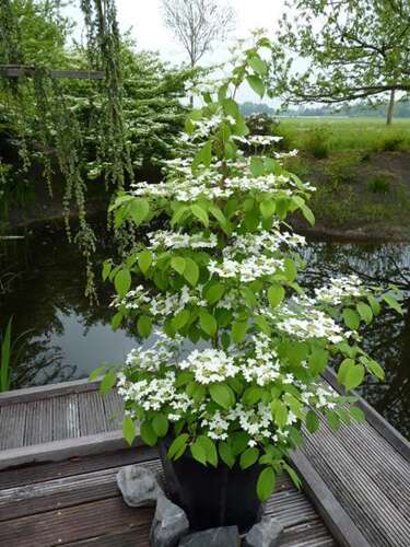 Afbeelding bij Japanse sneeuwbal - Viburnum plic. &#039;Kilimandjaro&#039; ® 
