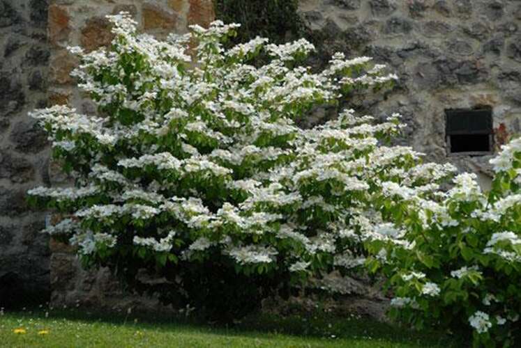 Afbeelding bij Japanse sneeuwbal - Viburnum plic. &#039;Lanarth&#039; 
