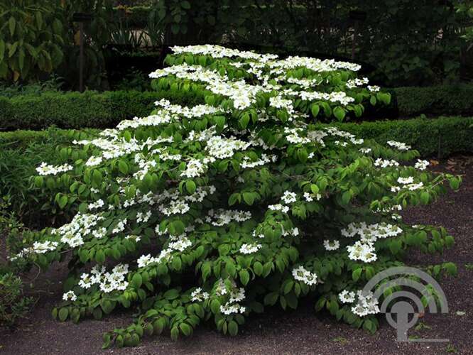 Afbeelding bij Japanse sneeuwbal - Viburnum plic. &#039;Mariesii&#039;  