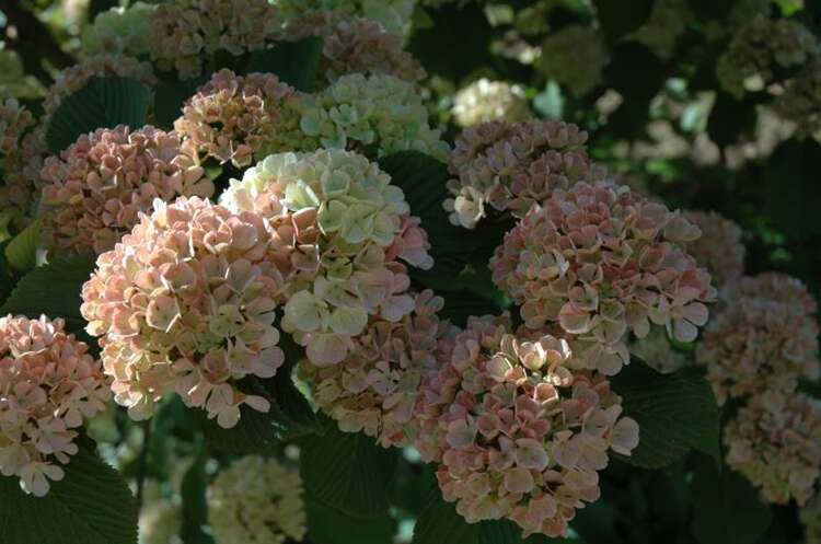 Afbeelding bij Japanse sneeuwbal - Viburnum plic. 'Mary Milton'