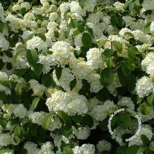 Afbeelding bij Japanse sneeuwbal - Viburnum plic. &#039;Newport&#039; 