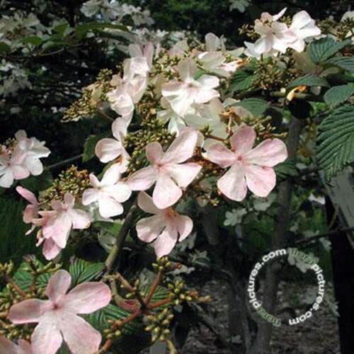 Afbeelding bij Japanse sneeuwbal - Viburnum plic. 'Pink Beauty'
