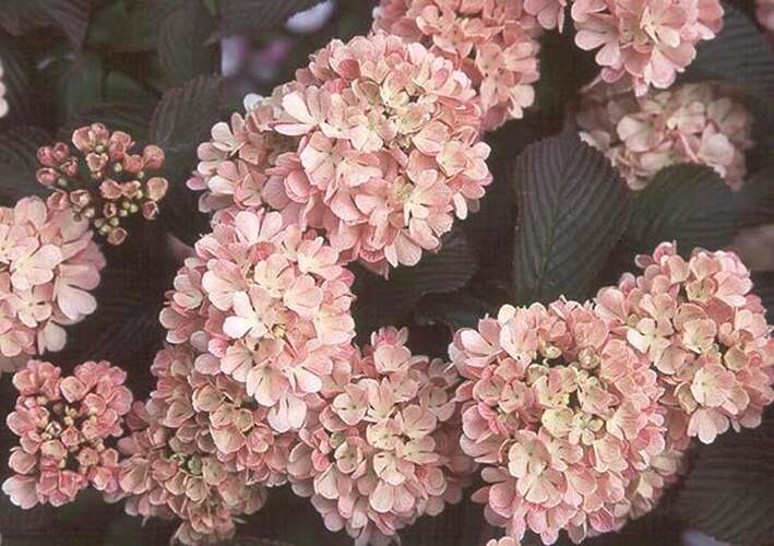 Afbeelding bij Japanse sneeuwbal - Viburnum plic. 'Pink Sensation'